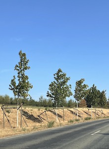 Fotosound289