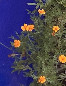 Fotosound290