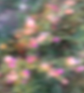 Fotosound292